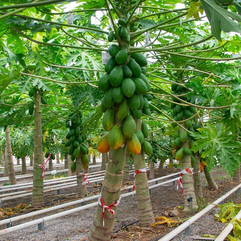 Papaya Formosa Biorfarm